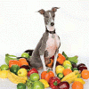SHELLAC excellent italian greyhound