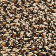 boucan-st-day-records-2022