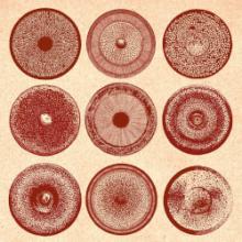 ensemble-nist-nah-spilla-black-truffle-2025