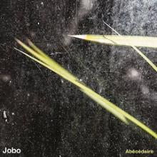 JOBO abécédaire (Un Rêve Nu / Coax 2023)