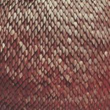 kill-vultures-carnelian-totally-gross-national-product-2015#