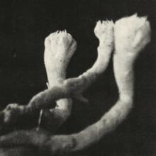 lauten-der-seele-unterhaltungen-mit-larven-und-uberresten-world-echo-records-2025