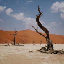 nyos-growl-pelagic-records-2025