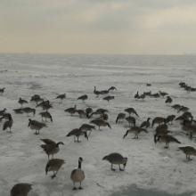 TIM DAISY configurations (relay recordings 022) + more