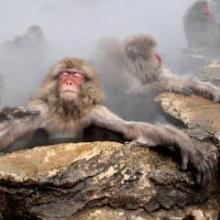 ventura-ultima-necat-africantape-vitesse-records-2013