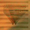 STEREOGRAMMES image proche