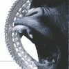 BURMESE_Fistula_Split